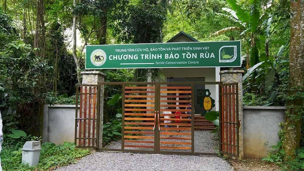 Hiện trung tâm đang chăm sóc hơn 2.000 cá thể rùa tại khu vực rộng 2ha.